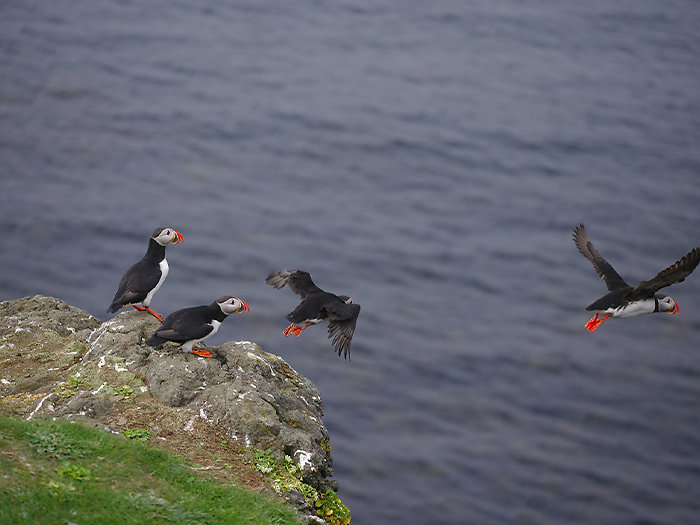 HOME. CONTENT-puffins-fw